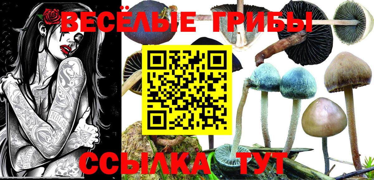 Псилоцибиновые грибы Psilocybine cubensis Батайск